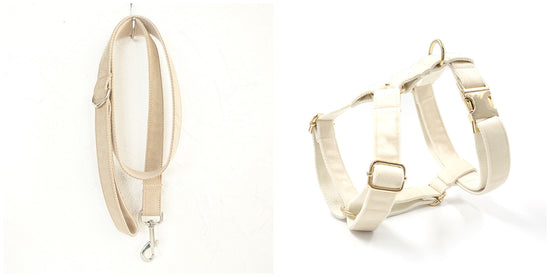 Dog Collar with Traction Rope Attachment
